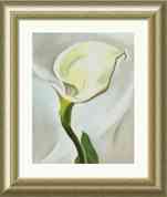 Calla Lily